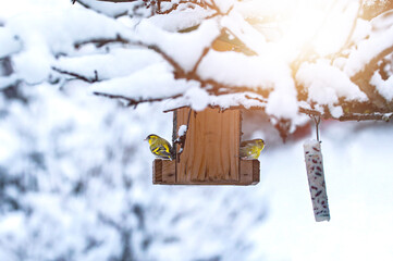 Winter scene with snow and birds. Feedly a mixture of seeds drenched in lard. Peaceful and tranquil snowy winter photo of House sparrows in birdhouse. 