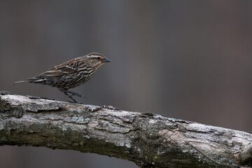 Female blackbird walking on branch