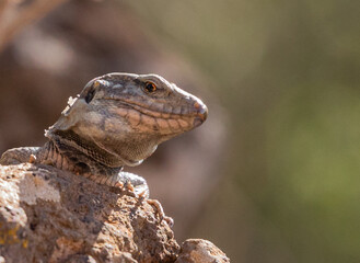 Fototapeta premium Lizards of the Canary Islands