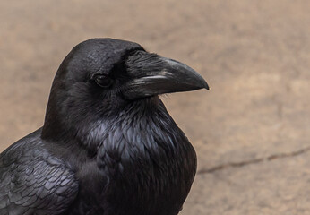 Common Raven portraits