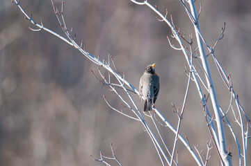 American Robins looking back