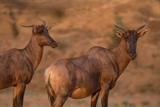 Two common tsessebe photographed with a shallow depth of field with a red background in Kruger National Park