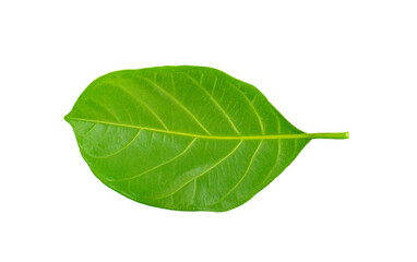 Leaves of jackfruit isolated on a white backgroud