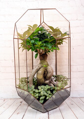 Geometric glass florarium with bonsai plant.