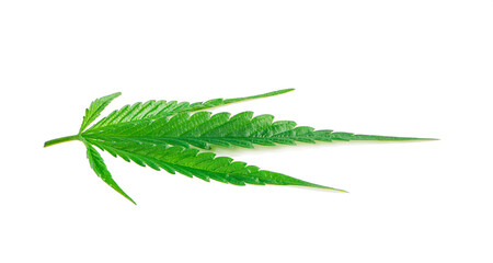 Green cannabis leaves an isolated on white background