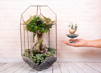 Geometric glass florarium with bonsai plant.