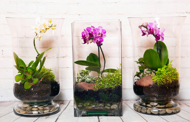 Glass terrariums with orhidea plants. - obrazy, fototapety, plakaty