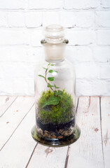 Glass florarium with moss and plants.