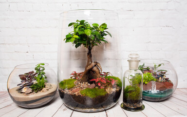 Glass terrariums with plants.