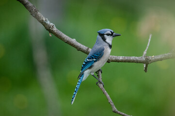 Blue Jay on branch