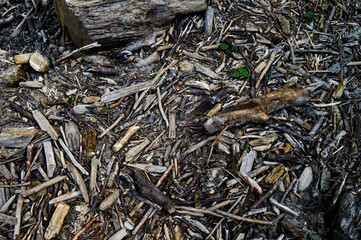 Forest ground floor covered in fallen branches, old decayed wood, driftwood, dried leaves and sticks, woodland background texture