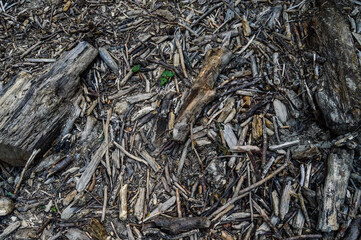 Forest ground floor covered in fallen branches, old decayed wood, driftwood, dried leaves and sticks, woodland background texture