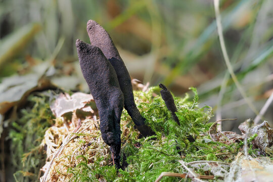 The Xylaria longipes is an inedible mushroom