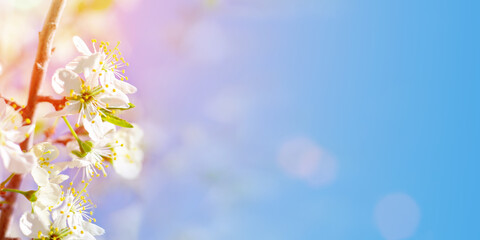 Blooming branch of a cherry tree against the background of nature, early spring blossoming, delicate white head flowers and blue sky with bright sunlight. Springtime, banner, copy space.