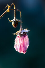 Verwelkte rosa Cosmea Blüte im ersten Frost