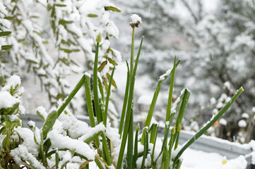 View of snow-covered plants in winter