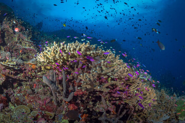 Fototapeta na wymiar Colorful coral reef in Papua New Guinea
