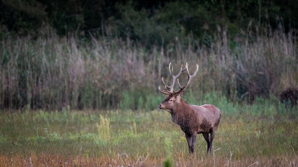 Cerf Elaphe