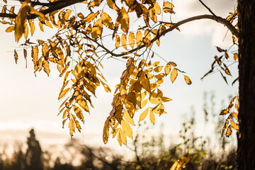 Beautiful yellow leaves at forest during autumn.
