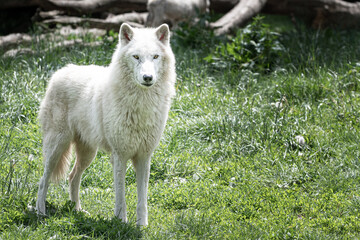 Loup blanc