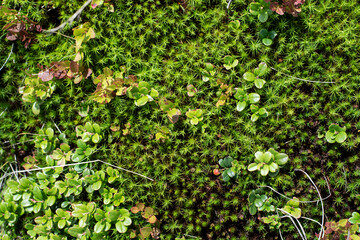 Moss and green grass close up covering the mountain, beautiful green grass with moss background