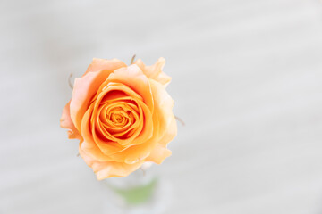 オレンジ色の薔薇の顔　右スペース