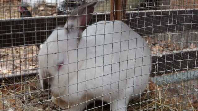 White fluffy rabbit behind the cage