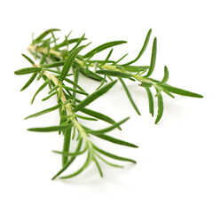 rosemary isolated on white