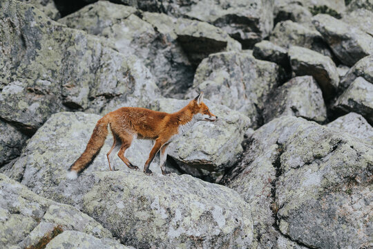 fox on the rocks