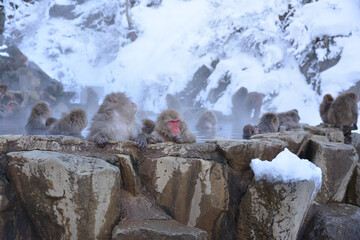 Japanese monkeys in Nagano prefecture in Japan

