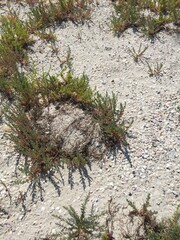 grass on the sea sand