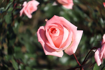 ピンク 薔薇 ローズ バラ かわいい 幻想的