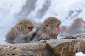 Fototapeta premium Japanese monkeys in Nagano prefecture in Japan 