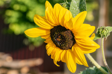 Sunflower close-up flower, honey oil plant on green natural background on a sunny summer day in the garden
