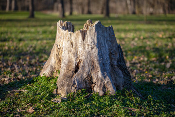 Old weathered tree stump rotting in the forest.