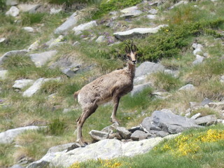 mountain goat in the mountains