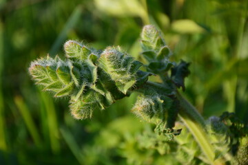 The drops of morning dew on the plant look charming.