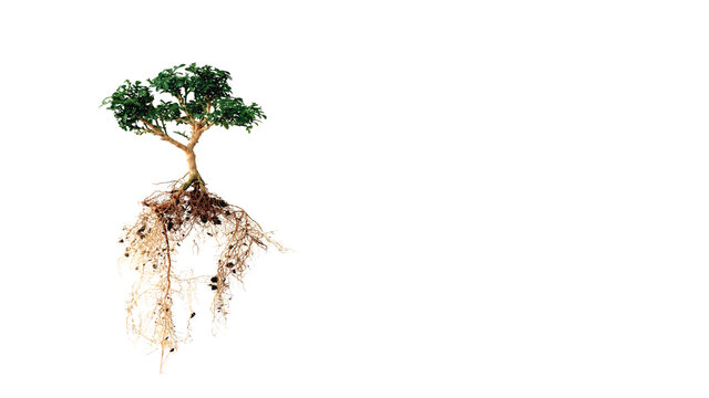 Tree with fibrous root system, Isolated on white background with copy space, Orange jasmine (Murraya Paniculata) bonsai, Miniature plant ornamental garden, Ecosystem and refreshing environment.