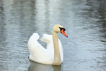 Swan on the lake; beautiful elegant bird in natural habitat