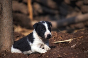 Cute Puppy with Black and White skin in Village Looking for its mother.