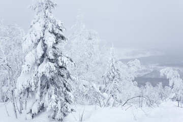snowy winter mountain forest and distant landscape hiding in frosty fog