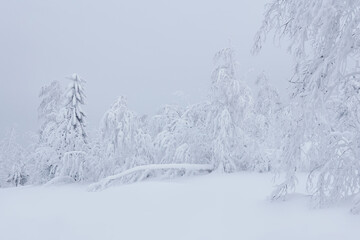 winter landscape - frozen trees around a snowy glade