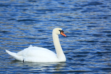 Swan on the lake; beautiful elegant bird in natural habitat