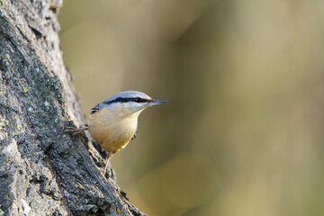 Eurasian nuthatch or wood nuthatch (Sitta europaea)