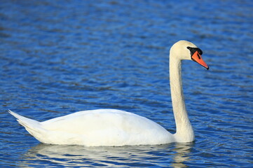 Swan on the lake; beautiful elegant bird in natural habitat
