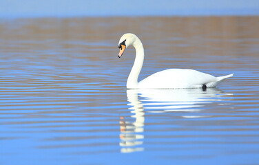 Swan on the lake; beautiful elegant bird in natural habitat