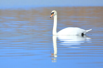 Swan on the lake; beautiful elegant bird in natural habitat