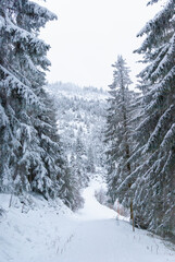 Der Weg im Winterwald voll schneebedeckt