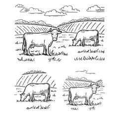 Rural landscape. Cows graze in the meadow. Hand drawn sketch. Vintage style. Coloring book. Black and white vector illustration isolated on white background.