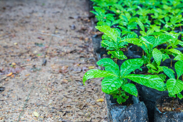 .Seedlings of coffee plants in a nursery